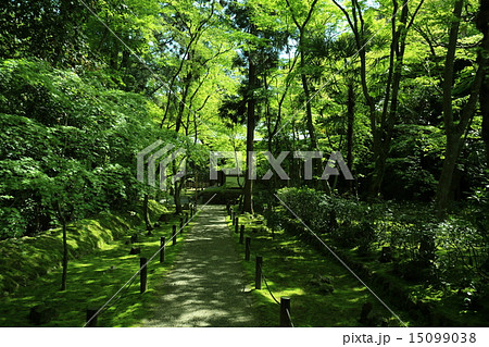 京都市西京区地蔵院(竹の寺)で撮影した新緑 京都市西京区地蔵院(竹の寺)で撮影した新緑 15099038
