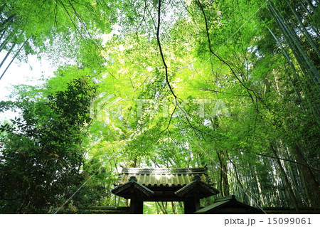 京都市西京区地蔵院(竹の寺)で撮影した新緑 京都市西京区地蔵院(竹の寺)で撮影した新緑 15099061
