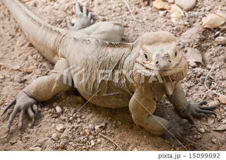 Closeup portrait of Rhinoceros Iguana lizard Closeup portrait of Rhinoceros Iguana lizard 15099092