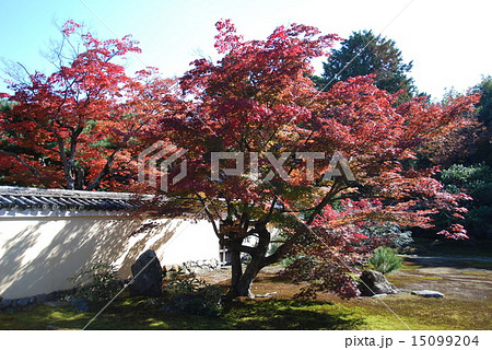 鹿王院の庭園（京都市右京区嵯峨北堀町） 15099204