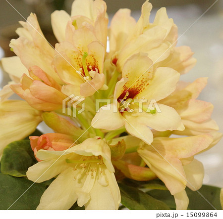 シャクナゲ 02 シャクナゲ 02 15099864