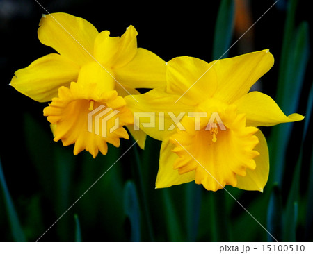 ラッパスイセン 15100510