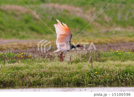 トキ トキ 15100596