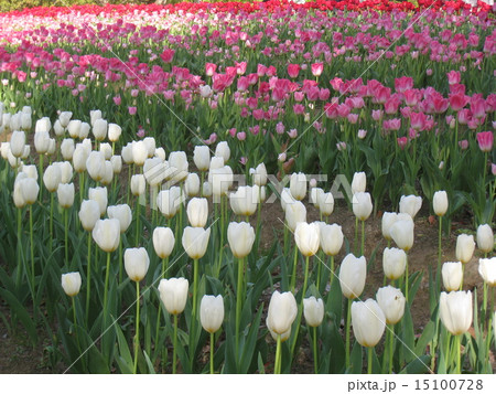 チューリップのある風景　tulips  15100728