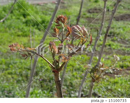 たらの芽 15100735