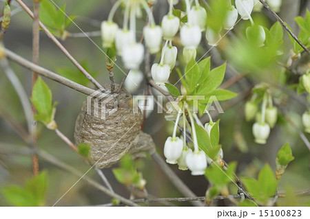 カマキリの卵 カマキリの卵 15100823