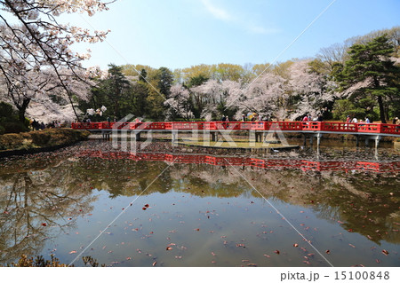 岩槻城址公園の桜 岩槻城址公園の桜 15100848