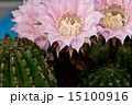 サボテンの花 15100916