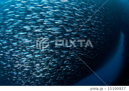 イワシの大群 15100927