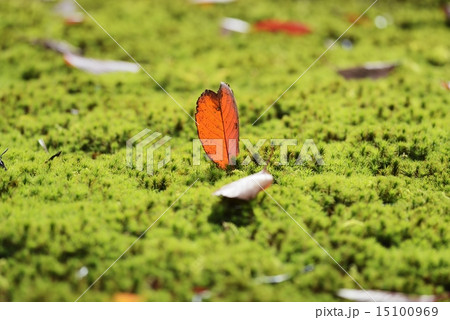 苔と落ち葉 15100969