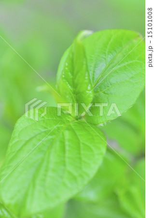 ナツツバキ 15101008