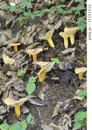 ヒロハチチタケ 15101413