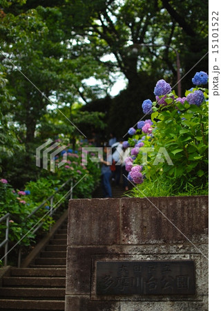 多摩川台公園のあじさい 15101522
