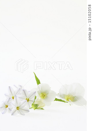 背景素材、花、 15102058