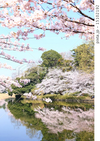 大宮公園の桜 15102192