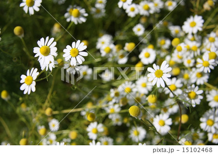 カモミール 15102468