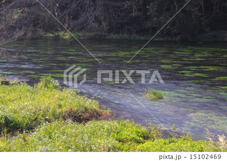 柿田川湧水群「日本名水百選」「日本の秘境100選」「国指定天然記念物」/静岡県駿東郡清水町 15102469