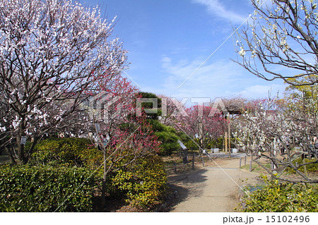 梅香る風漂う満開の「甲東梅林」/西宮市観光30選/西宮市甲東公民館/多品種（39品種、200本）の梅 15102496