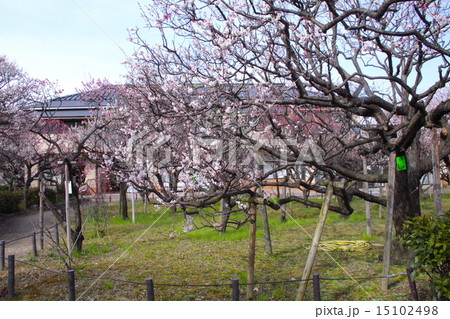 梅香る風漂う満開の「甲東梅林」/西宮市観光30選/西宮市甲東公民館/多品種(39品種、200本)の梅 梅香る風漂う満開の「甲東梅林」/西宮市観光30選/西宮市甲東公民館/多品種(39品種、200本)の梅 15102498