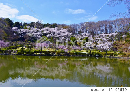 町田市薬師池に映り込む桜 町田市薬師池に映り込む桜 15102659