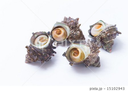 サザエ サザエ 15102943