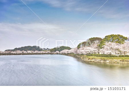 立岡自然公園　全国お花見900景 15103171