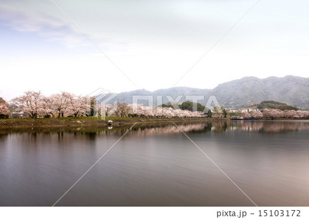 立岡自然公園　全国お花見900景 15103172