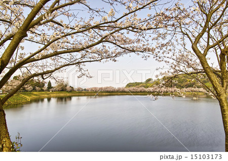 立岡自然公園　全国お花見900景 15103173