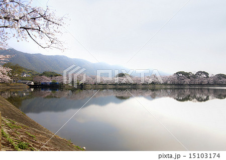 立岡自然公園　全国お花見900景 15103174
