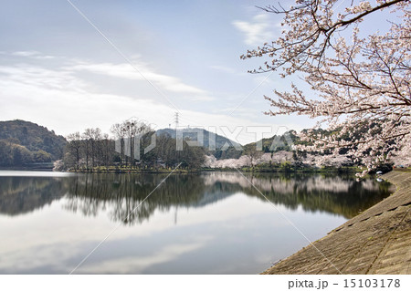 立岡自然公園 全国お花見900景 立岡自然公園 全国お花見900景 15103178