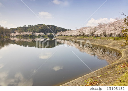 立岡自然公園　全国お花見900景 15103182