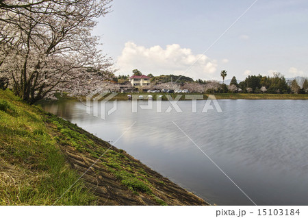 立岡自然公園　全国お花見900景 15103184