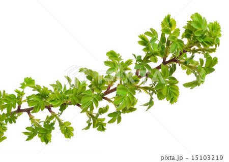Young branch of wild rose Young branch of wild rose 15103219