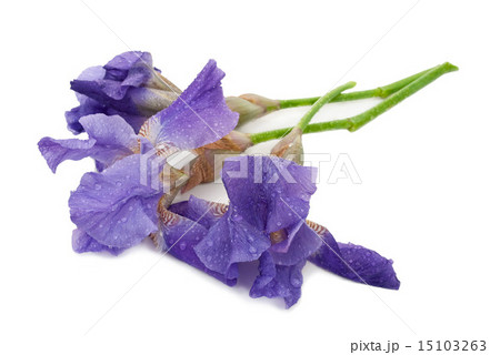 Irises on white Irises on white 15103263