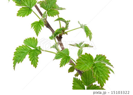 Young branch raspberries Young branch raspberries 15103322