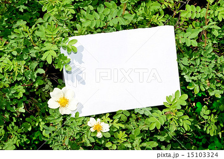 Briar bush with blank paper 15103324