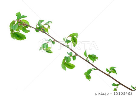Branch of elm tree with spring buds Branch of elm tree with spring buds 15103432