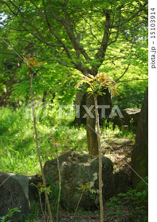 森に自生するシンジュの幼木 森に自生するシンジュの幼木 15103914