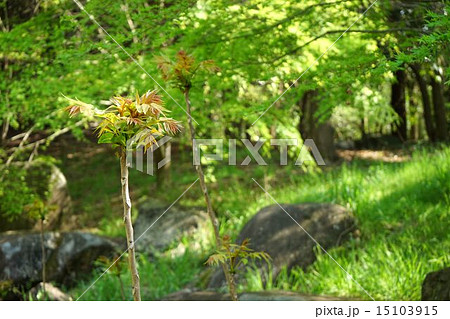 森に自生するシンジュ 森に自生するシンジュ 15103915