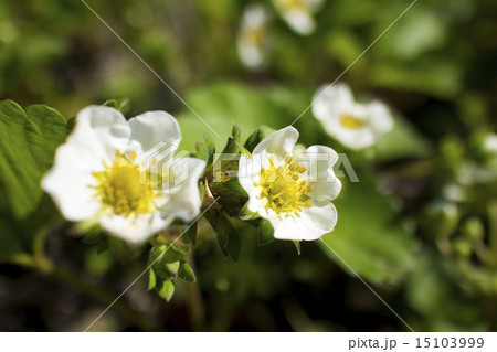 いちごの花 15103999