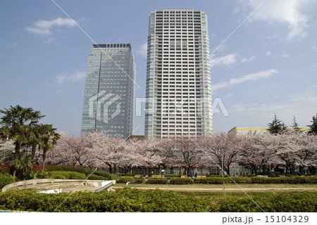 錦糸公園の桜 15104329