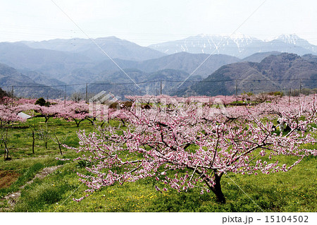 山梨新府の桃畑 15104502