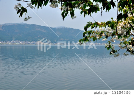 春の余呉湖、湖畔の散策 春の余呉湖、湖畔の散策 15104536