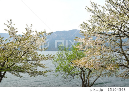 春の余呉湖、湖畔の散策 15104543