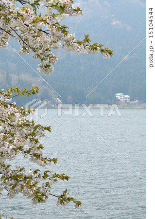 春の余呉湖、湖畔の散策 春の余呉湖、湖畔の散策 15104544