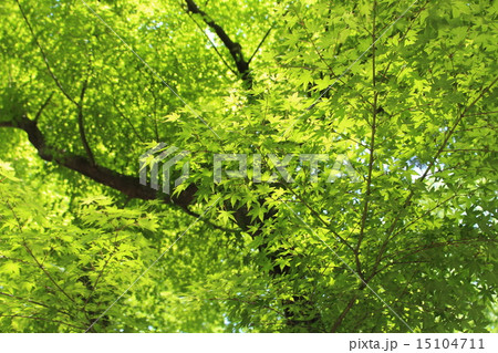 もみじの若葉 15104711