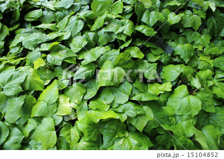 つた植物の写真素材 15104852 Pixta