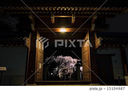 太山寺のしだれ桜 太山寺のしだれ桜 15104987