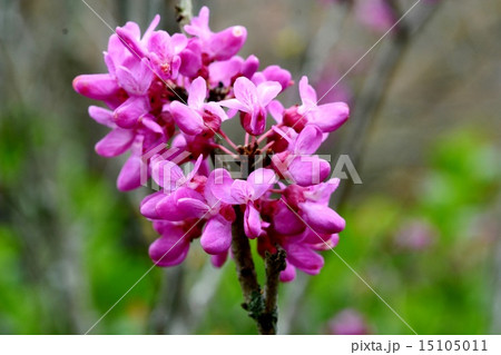 ハナズオウ 15105011