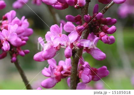 ハナズオウ ハナズオウ 15105018